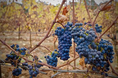 Grapes On A Vine, 2018 by Unbekannt Unbekannt